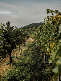 Vignobles de Champagne