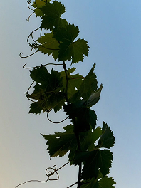 Bouteille Deutz